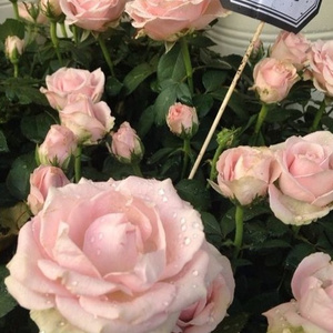 系统图像小鲤导航
